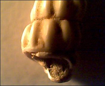 Gasteropode da Id, pleistocene 2